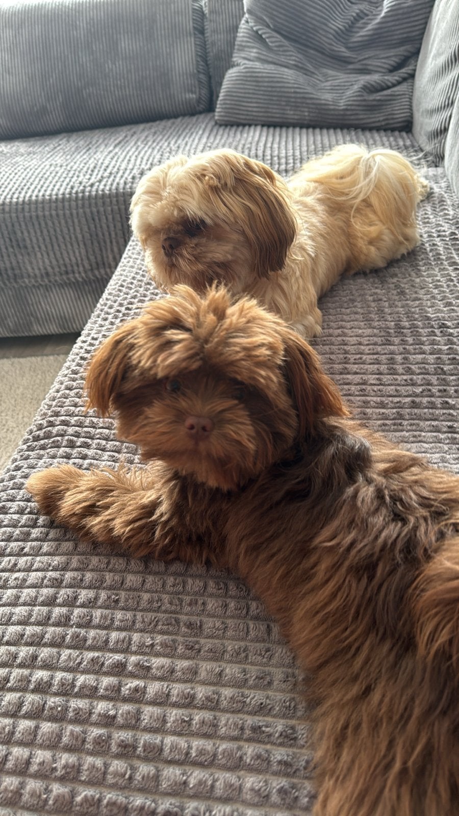 Pups verwacht, Dieren en Toebehoren, Honden | Niet-rashonden, 8 tot 15 weken, Parvo, Meerdere, Meerdere dieren