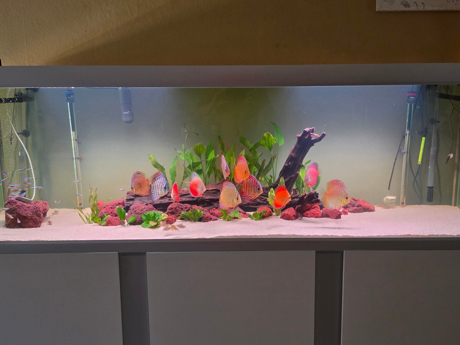 200x60x64 aqaurium, Dieren en Toebehoren, Vissen | Aquaria en Toebehoren, Ophalen