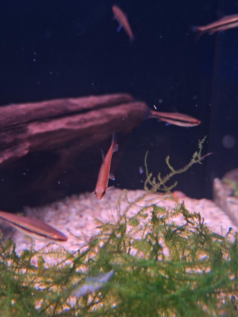 Potloodvisje nonnostomus beckfordi aquarium vissen kopen, Dieren en Toebehoren, Vis