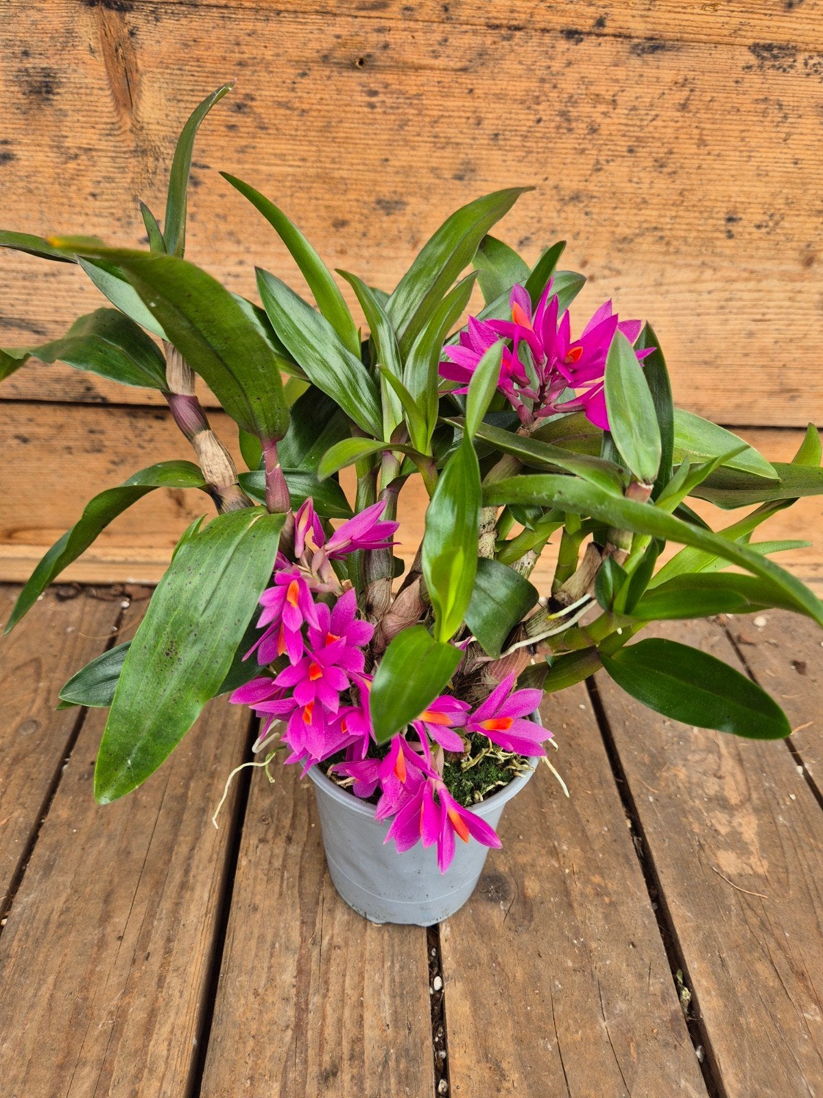 Orchidee Dendrobium Hibik p9, Ophalen of Verzenden, Halfschaduw, Minder dan 100 cm