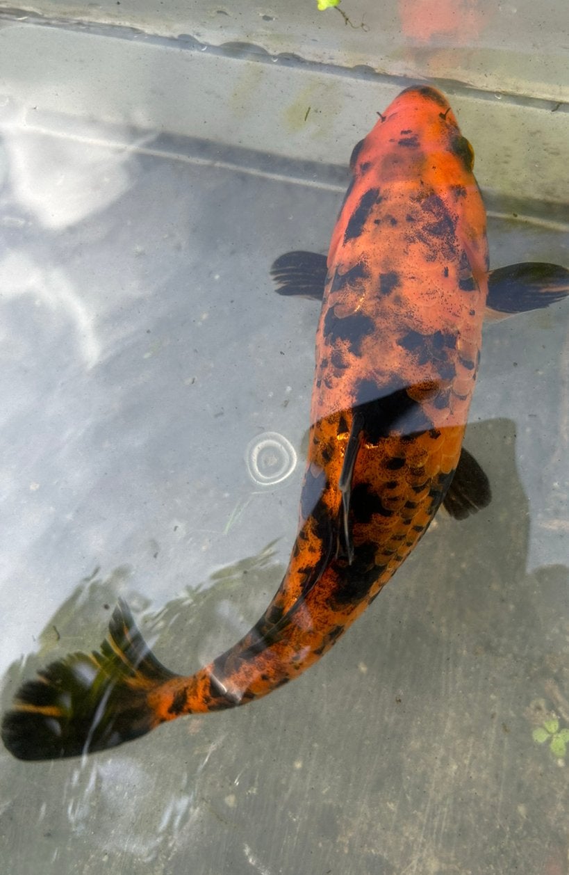 Koi karpers  20 cm groot 5 stuks voor € 50,-, Vis