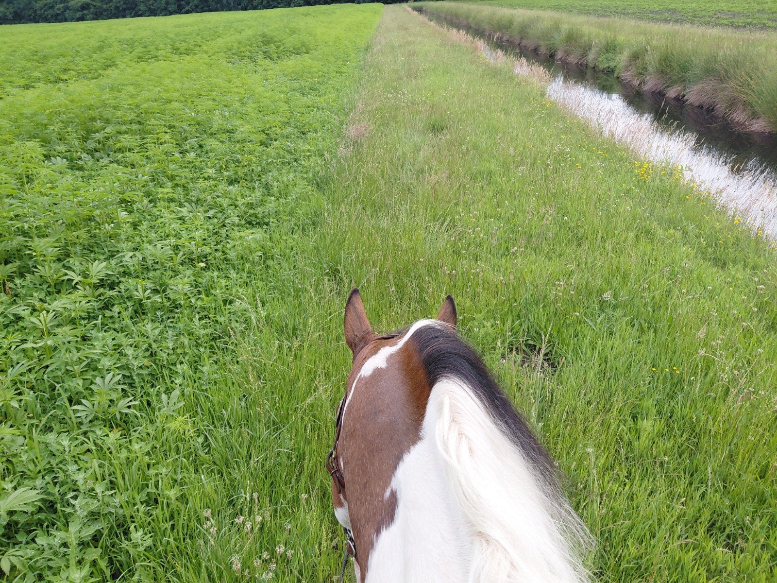 Stalling aangeboden, Stalling, 2 of 3 paarden of pony's