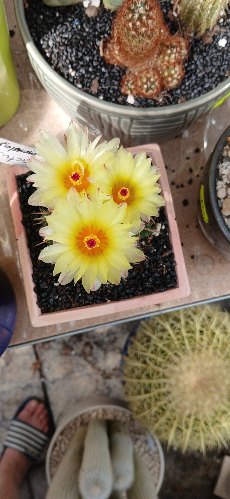 Notocactus submammulosus - Bloeiende Cactus, Ophalen of Verzenden
