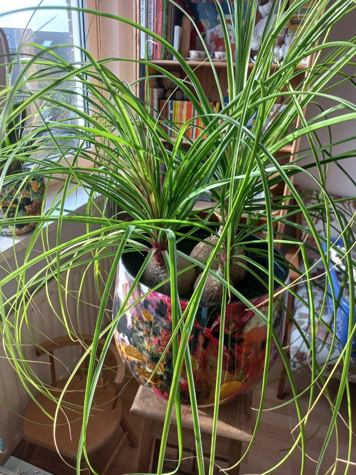 Ponytail Palm (Olifantspoot), Volle zon, Vaste plant, Bloeit niet, Ophalen