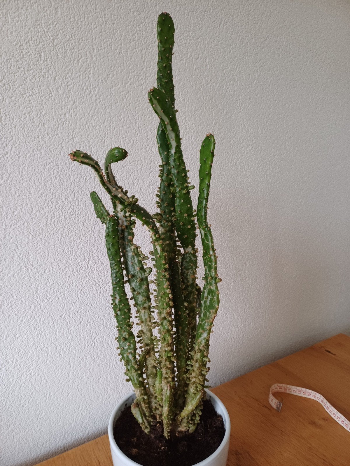 Grote cactus van 60 cm hoog in witte pot, Ophalen, Minder dan 100 cm, In pot, Cactus