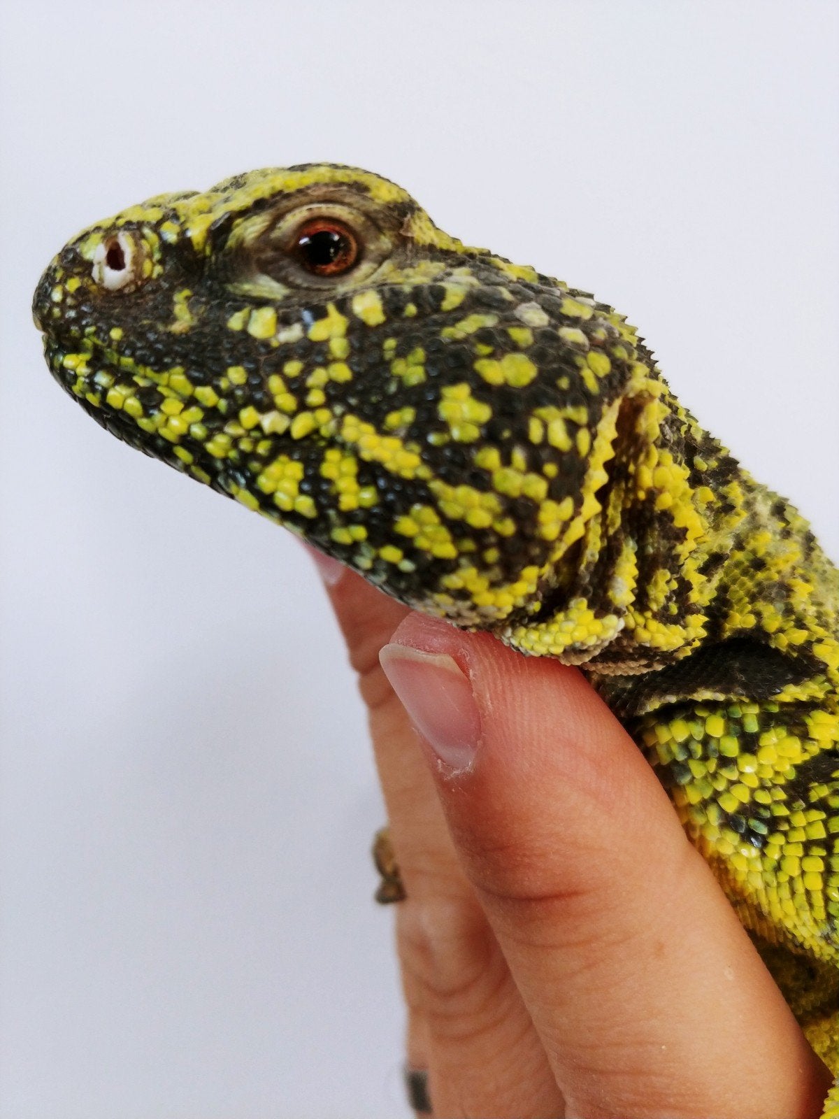 uromastyx Nigriventris yellow koppel, Hagedis, Met terrarium, 3 tot 6 jaar