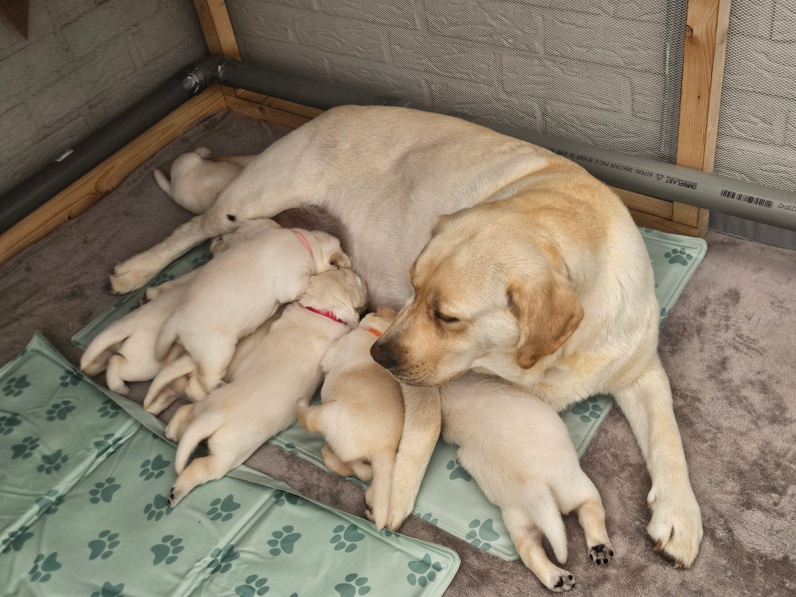 Labrador puppy's nog 2 reutjes, Dieren en Toebehoren, Honden | Retrievers, Spaniëls en Waterhonden, Labrador retriever, Meerdere