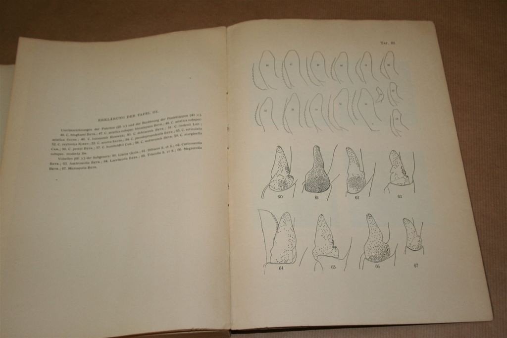 Indo-Australische Scoliiden [1928], proefschrift, Ophalen of Verzenden, Gelezen, Natuurwetenschap