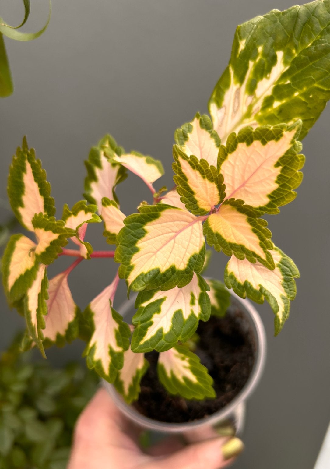 Siernetel Coleus Miami Magic, Ophalen