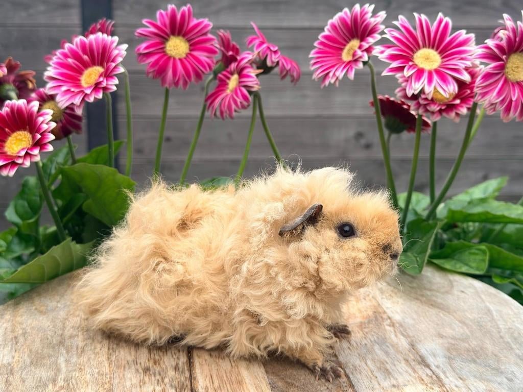 Lunkarya beertje, Dieren en Toebehoren, Knaagdieren, Mannelijk, Tam, Maart, Cavia
