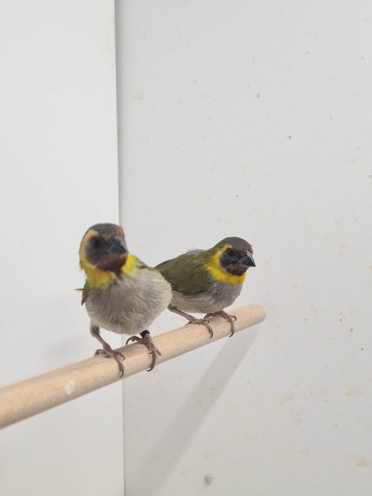 Kleine Cubavinken, Dieren en Toebehoren, Vogels | Overige Vogels, Meerdere dieren