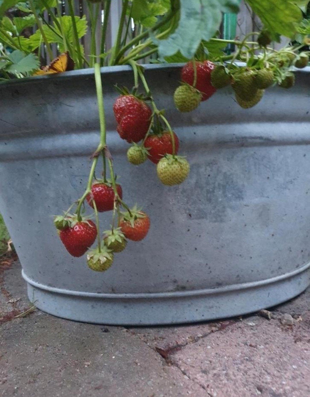 Aardbeien planten - Herfstaanbieding - zelf kweken, Tuin en Terras, Minder dan 100 cm, Lente, Overige soorten, Volle zon