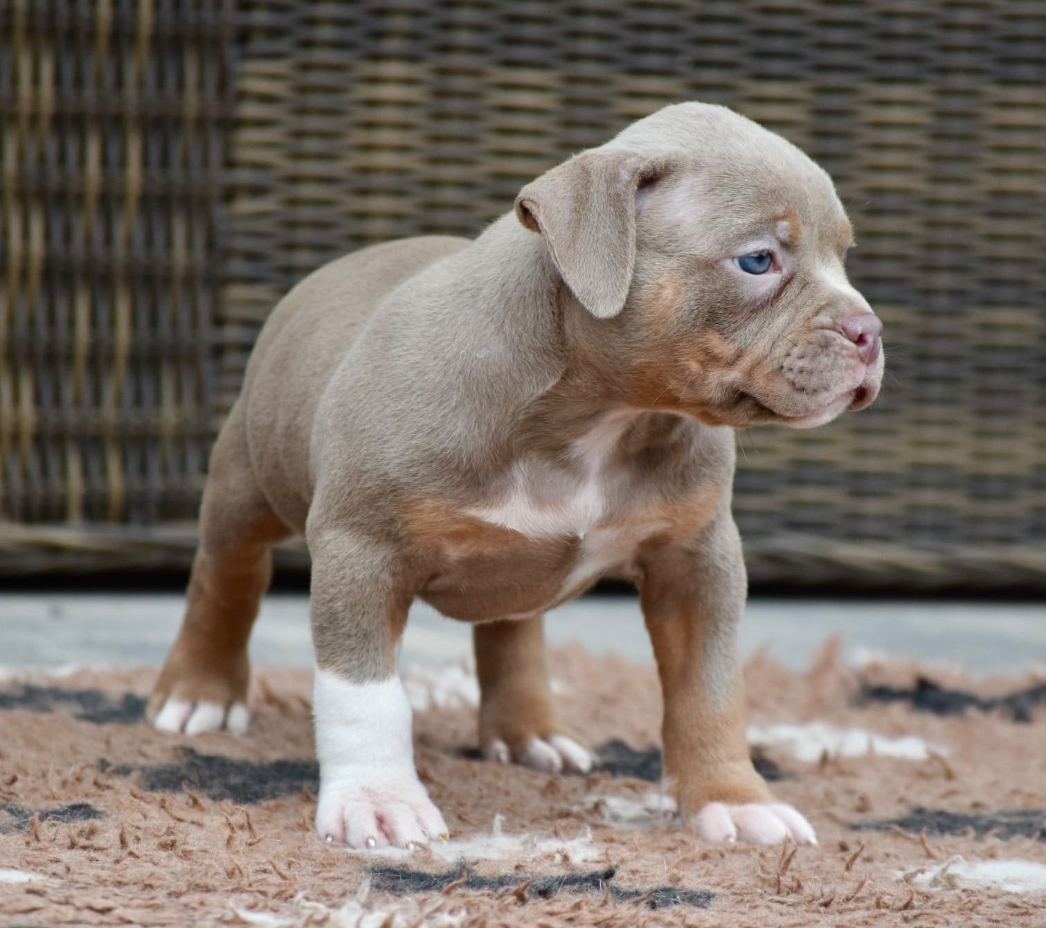 🔥Tricolor american bully pups uit champion lines🔥, Dieren en Toebehoren, Overige rassen, 8 tot 15 weken, Meerdere, Meerdere dieren