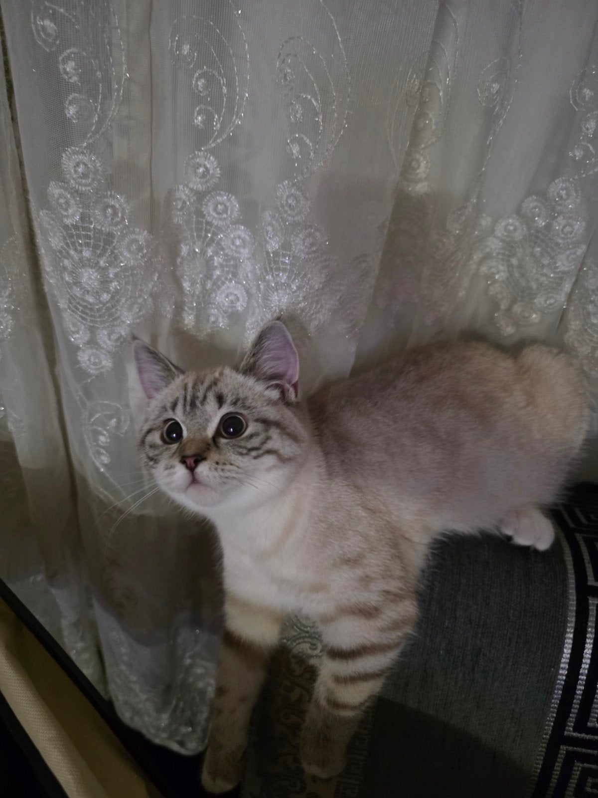 Kat 6 maanden, Poes