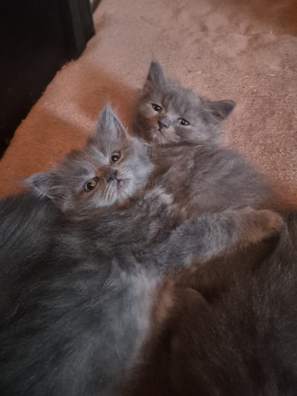 Noorse Boskat x Ragdoll/ Britse Langhaar kittens Grijs, Dieren en Toebehoren, Meerdere dieren, Ontwormd, 0 tot 2 jaar