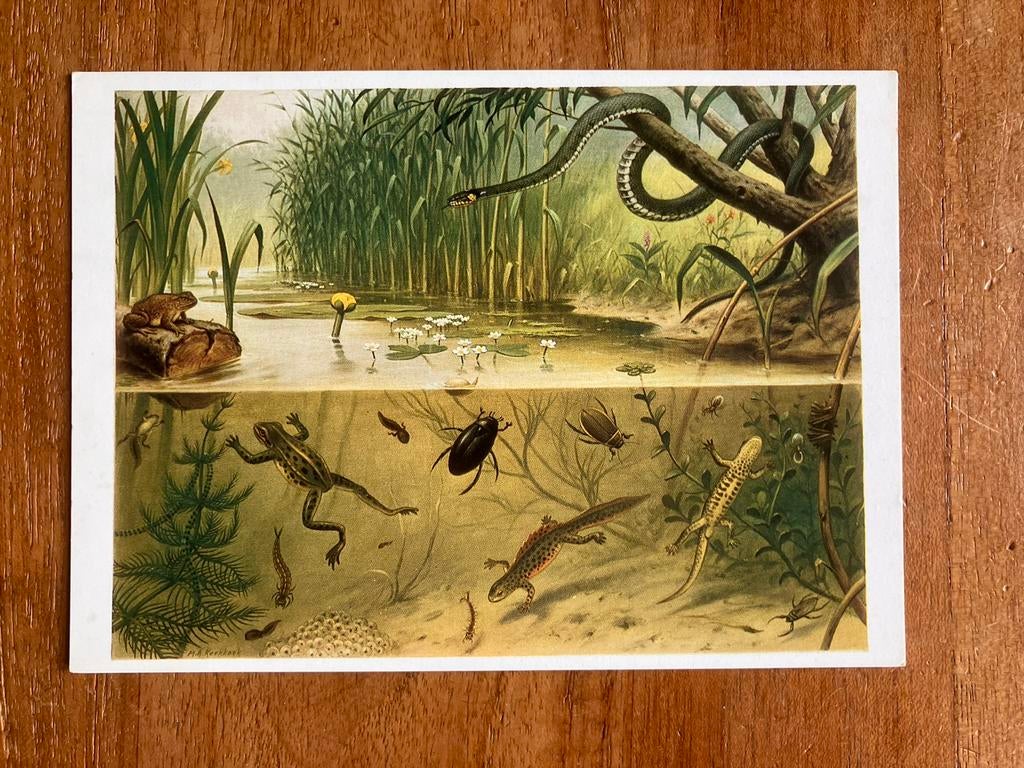 M.A. Koekkoek - In Sloot en Plas, Ophalen of Verzenden, 1960 tot 1980, Ongelopen, Natuur