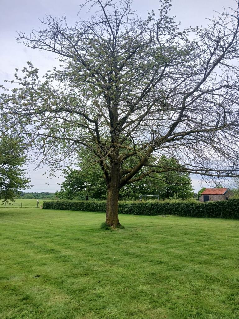 Grote kersenboom voor brandhout, Overige soorten, Lente, 400 cm of meer, Ophalen