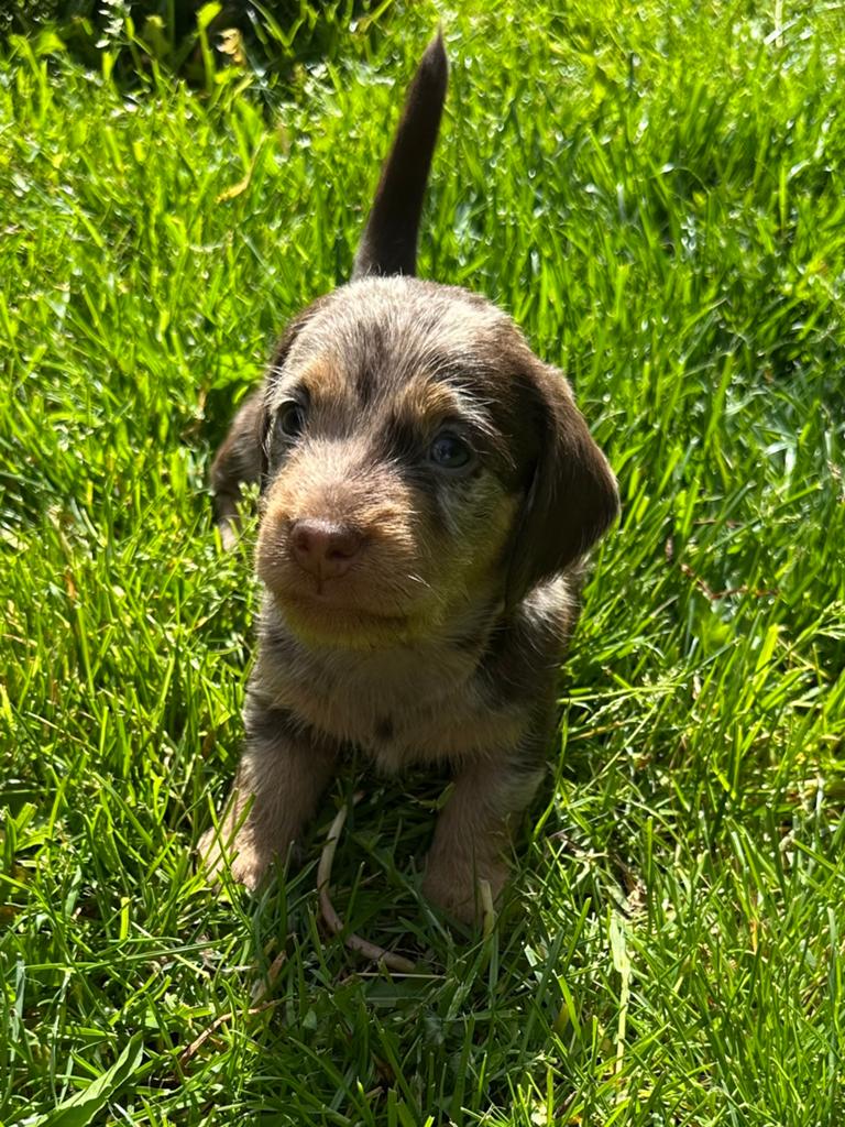 Te koop: Lieve, vrolijke ruwharige teckel pups, Dieren en Toebehoren, Standaard, 8 tot 15 weken, Korthaar, Parvo