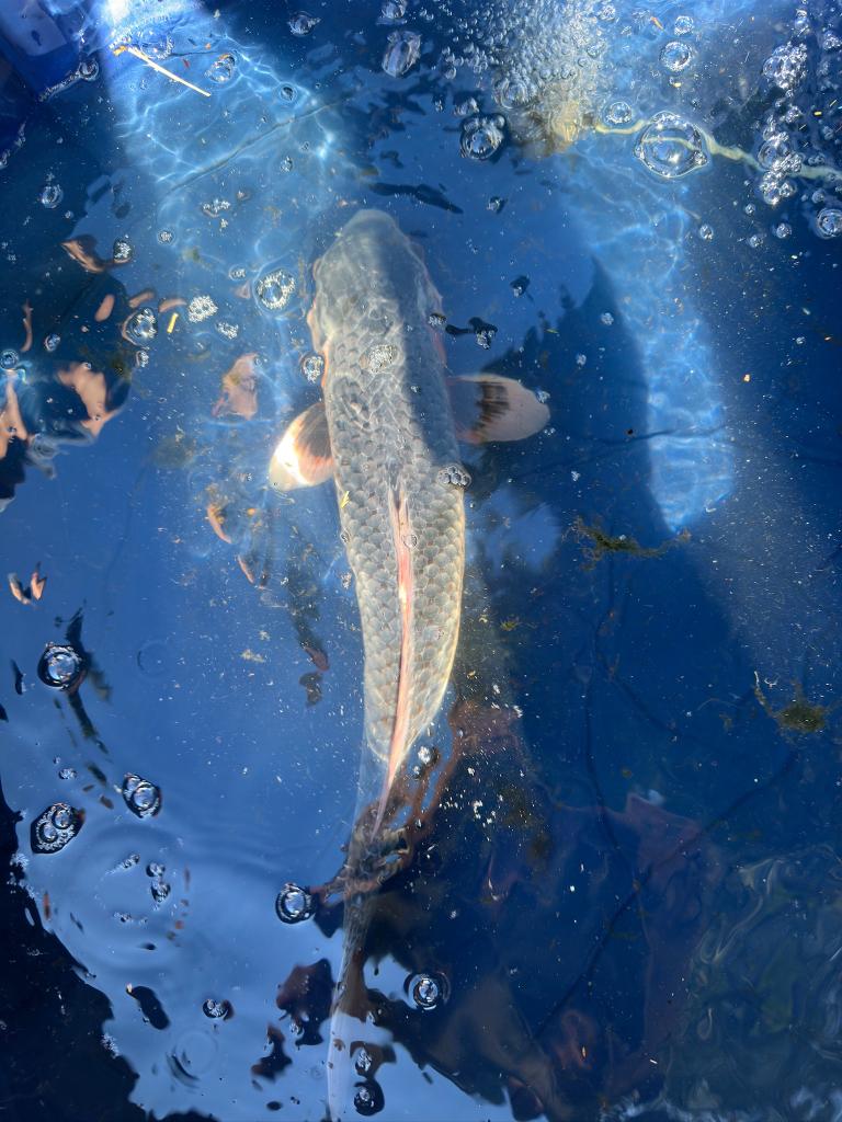 Asagi Japanse koi, Dieren en Toebehoren, Vissen | Vijvervissen, Karper of Koi