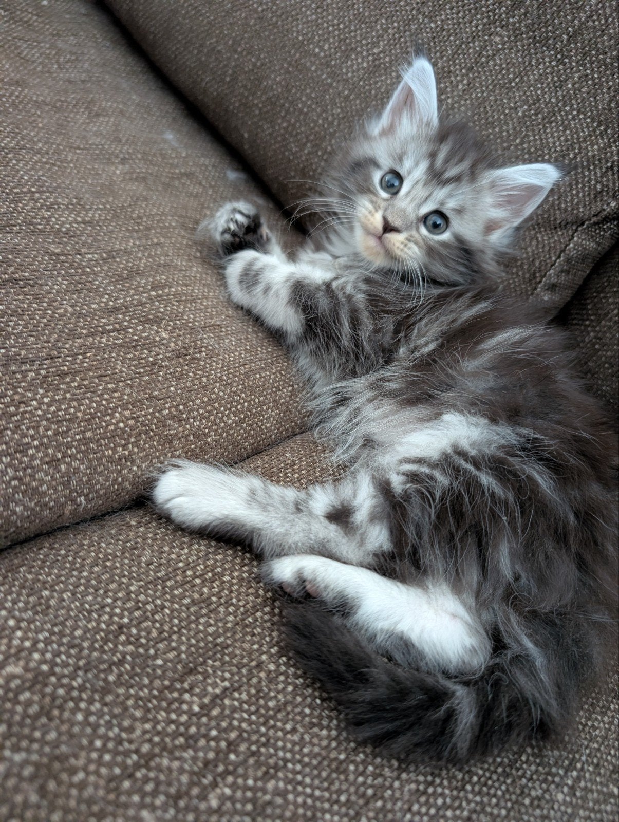 maine coon kittens, Meerdere dieren