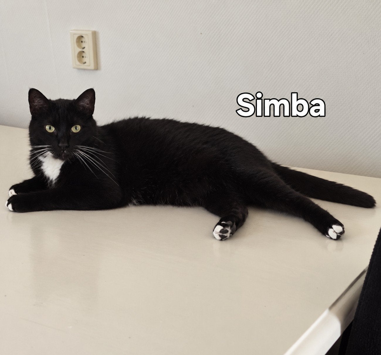 Met spoed liefdevol thuis gezocht voor Simba, Nala & Kiara, Dieren en Toebehoren, Meerdere dieren, Kortharig, 0 tot 2 jaar
