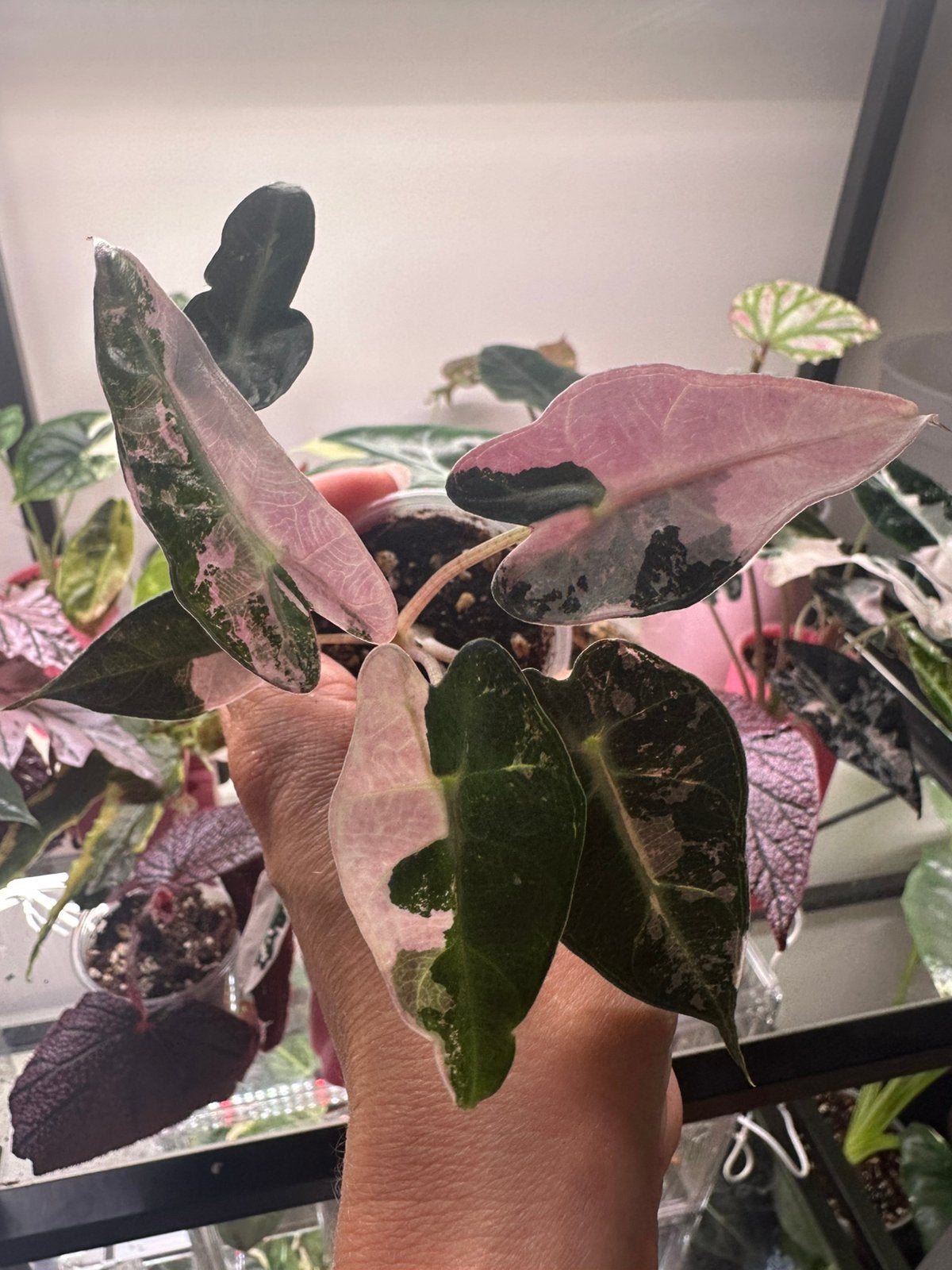 Alocasia bambino pink variegata, Huis en Inrichting, Kamerplanten, Ophalen of Verzenden, Halfschaduw, Minder dan 100 cm
