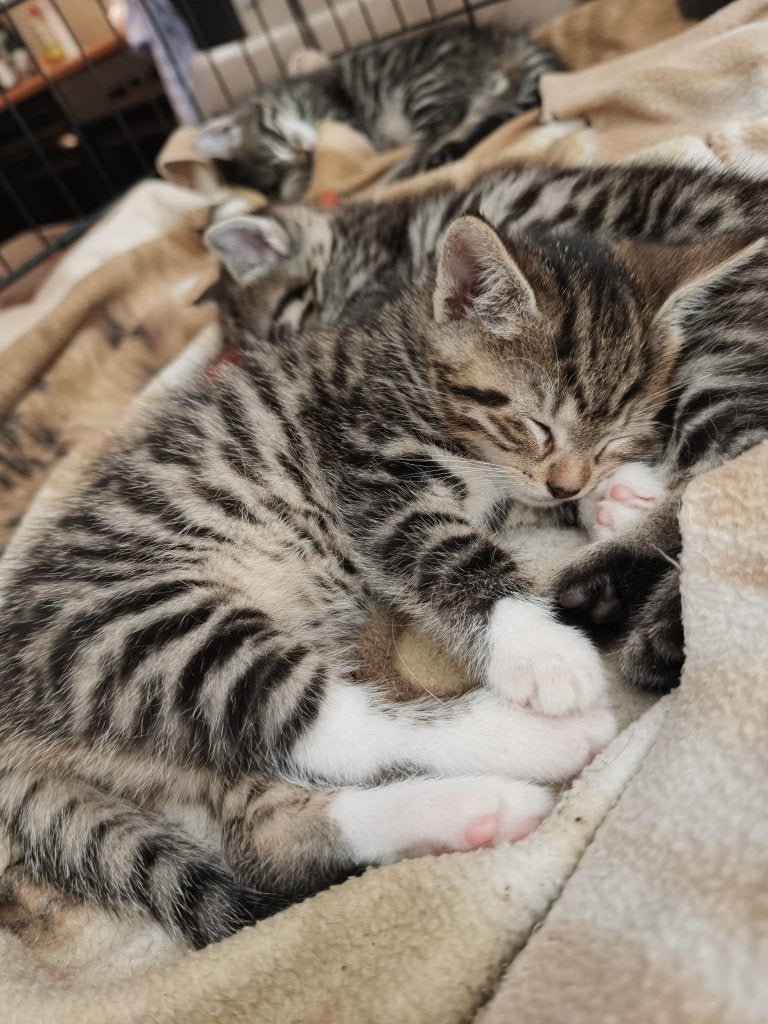 2 cyperse katertjes, Dieren en Toebehoren, Kater, Kortharig, 0 tot 2 jaar