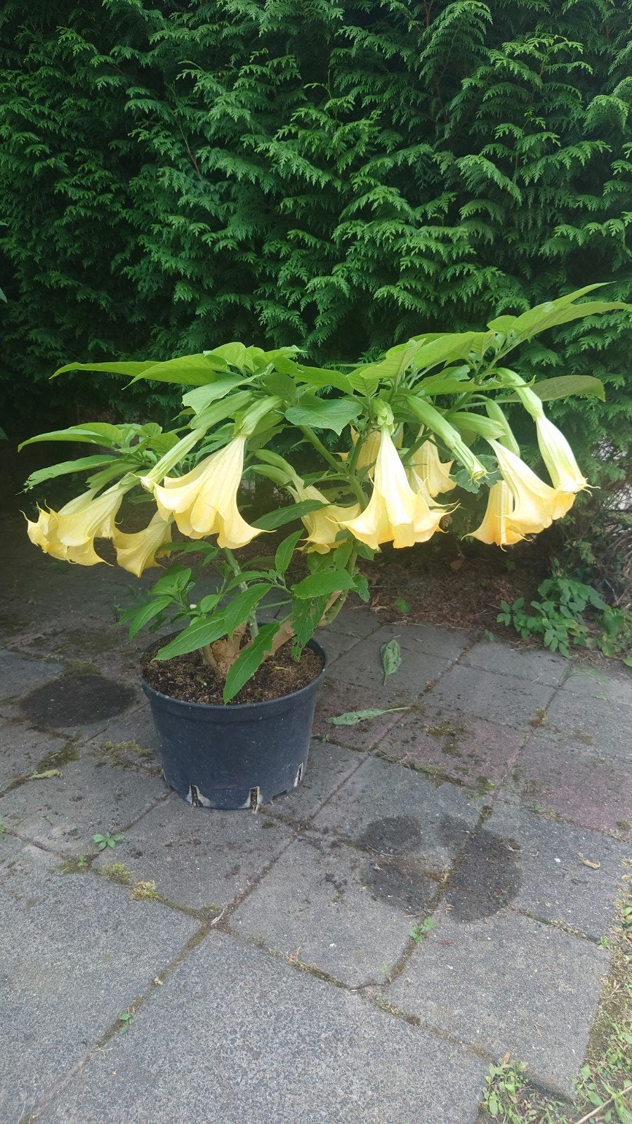 Brugmansia maatje M, Tuin en Terras, Ophalen, Overige soorten