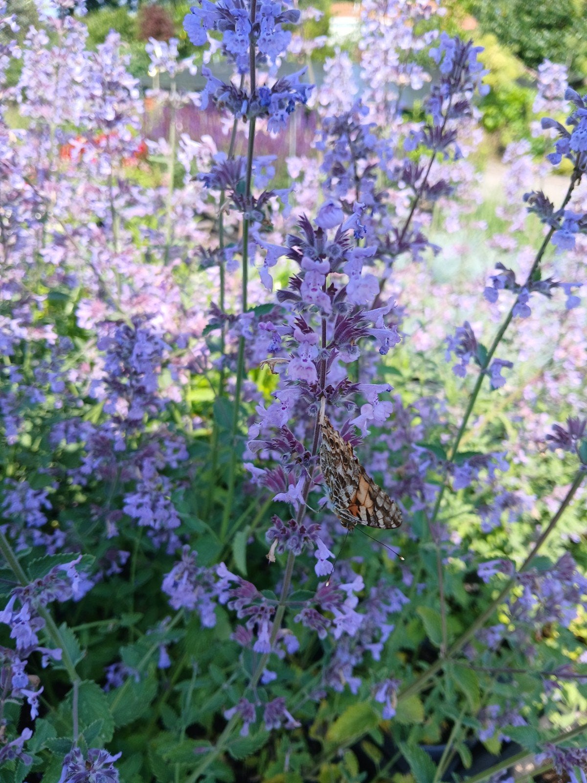 Nepeta 'Walkers Low' - Kattenkruid vanaf 1 euro, Volle zon, Vaste plant, Ophalen of Verzenden, Kruiden
