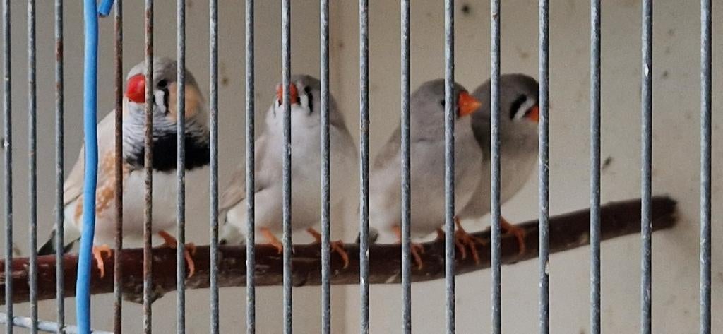 Zebravinken  van  2025 en 2026, Meerdere dieren
