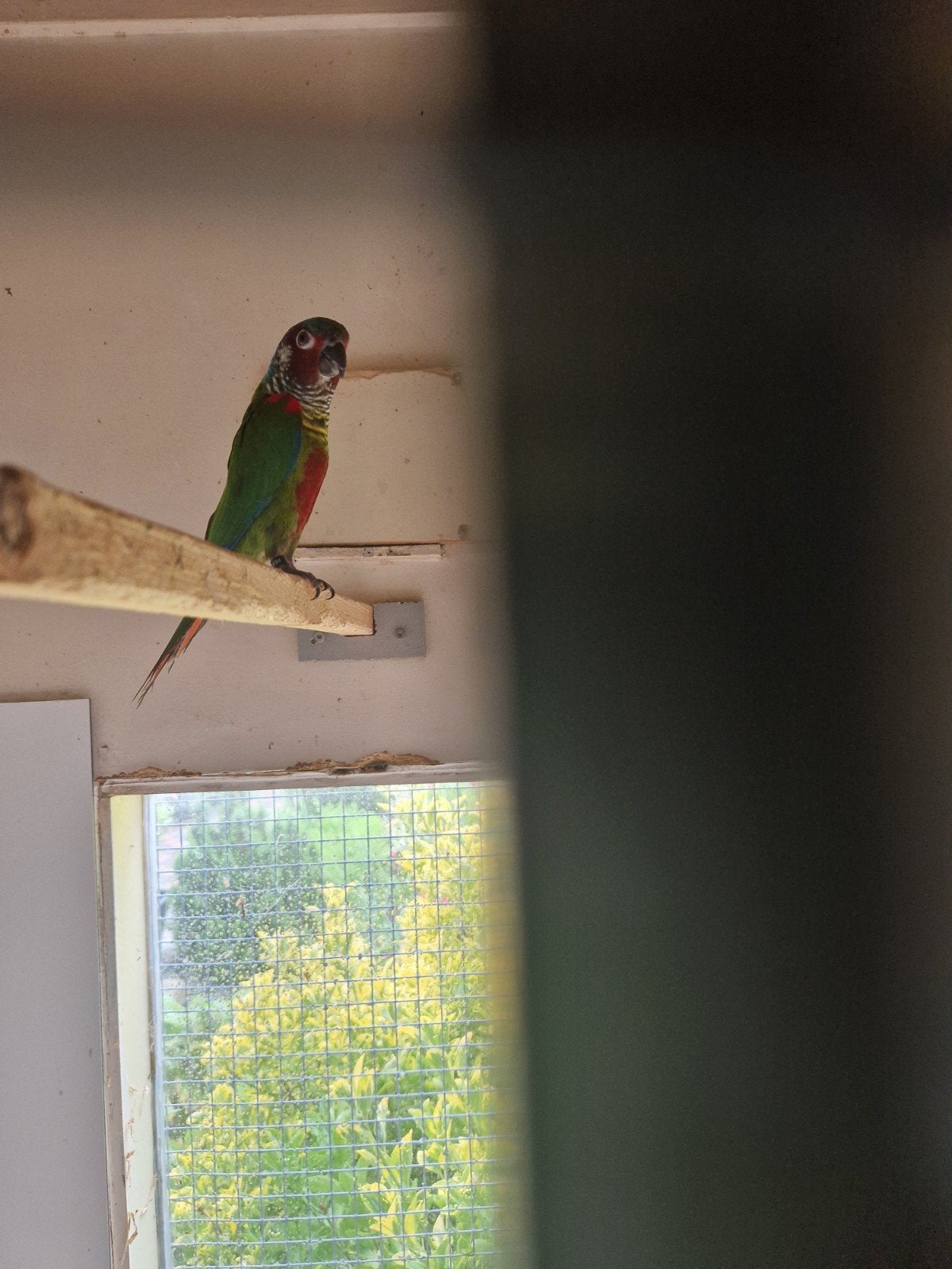 pyrrhura Emma, Dieren en Toebehoren, Parkiet, Geringd