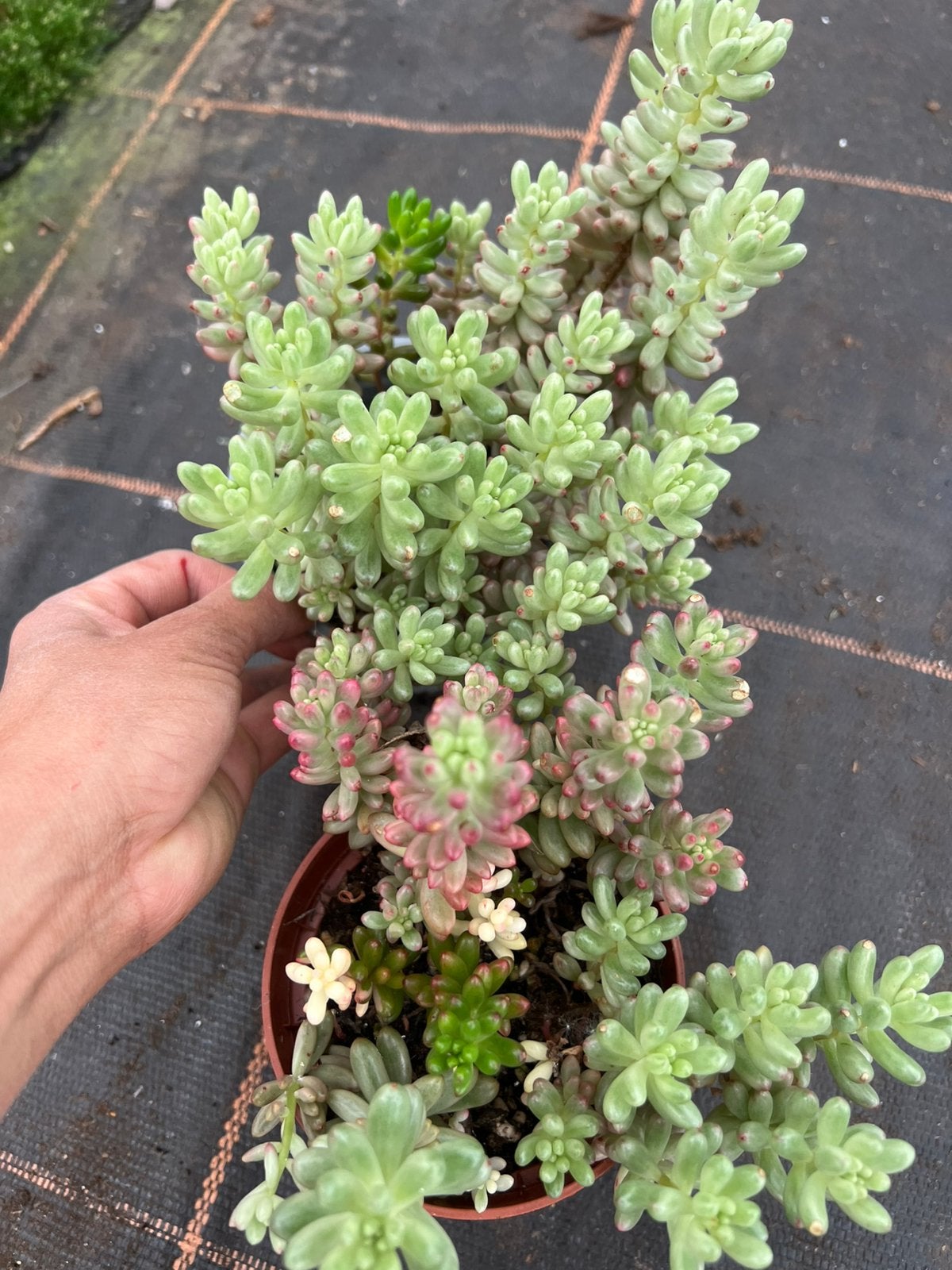 Sedum jelly, Ophalen of Verzenden, Bodembedekkers, Volle zon