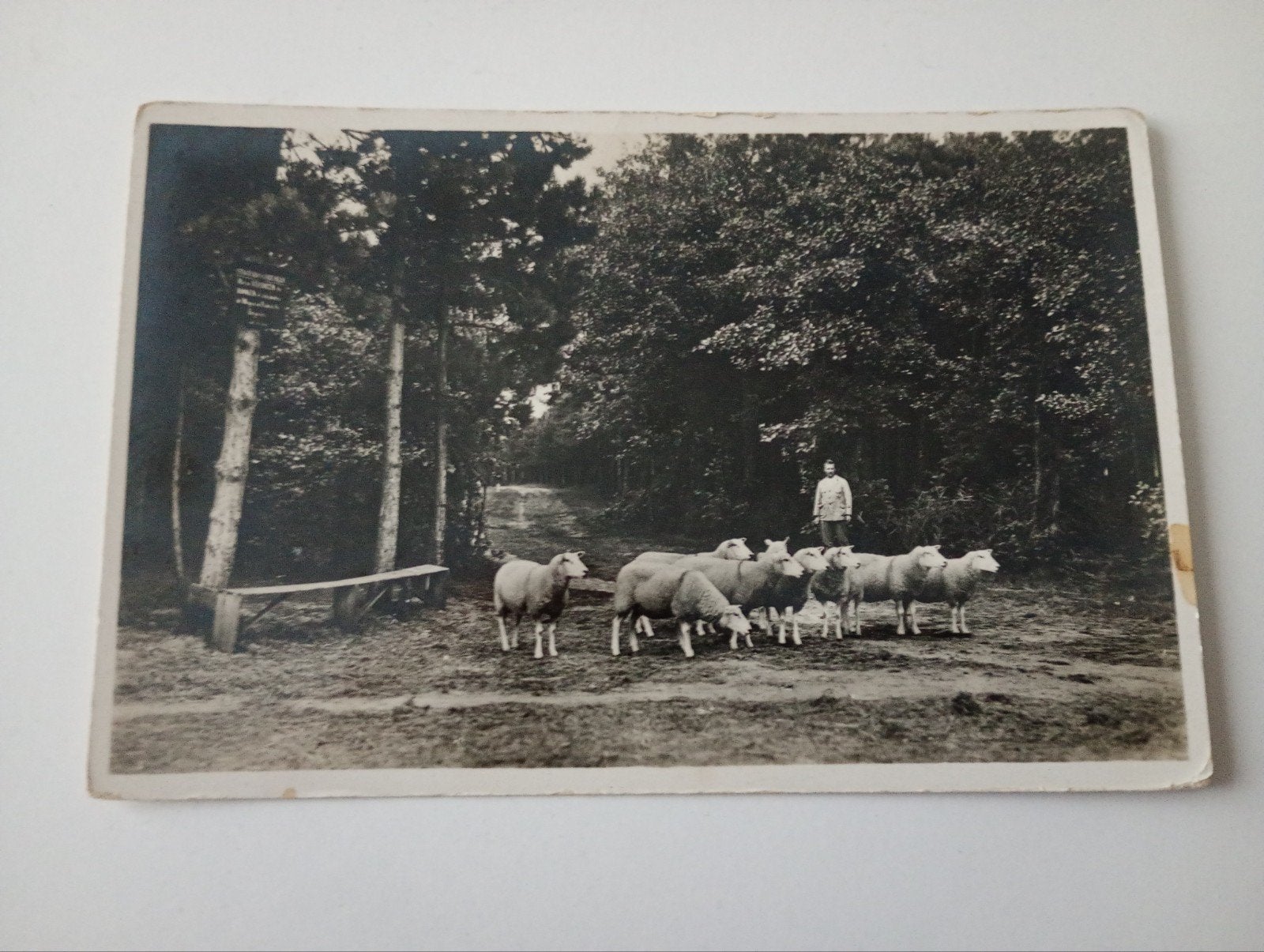 Texel Boerenleven Fonteinsnol met Schapenboer, Ophalen of Verzenden, 1920 tot 1940, Ongelopen, Waddeneilanden
