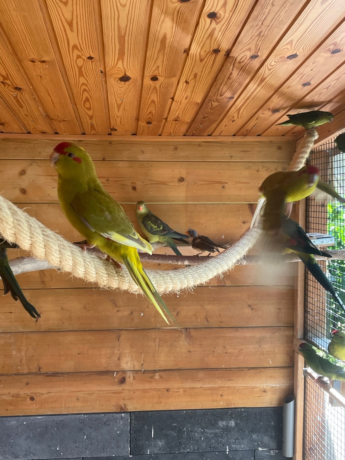 Te koop kakarik,s van 2026, Meerdere dieren, Parkiet