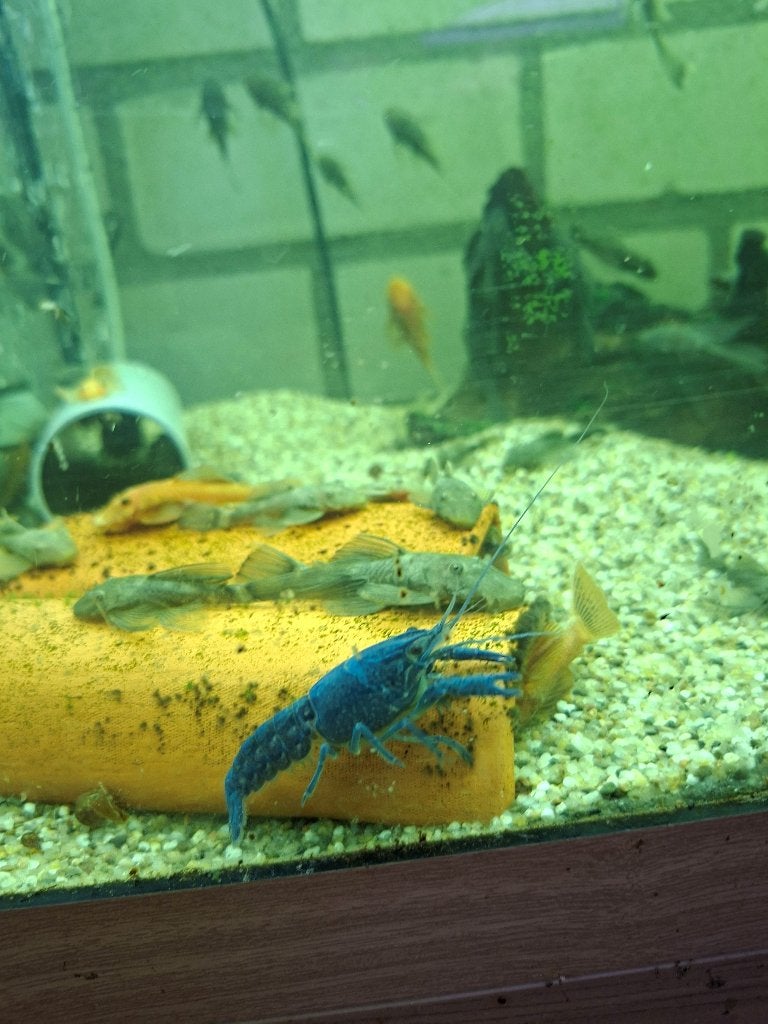 blauwe Florida kreeften, Dieren en Toebehoren, Vissen | Aquariumvissen, Kreeft, Krab of Garnaal