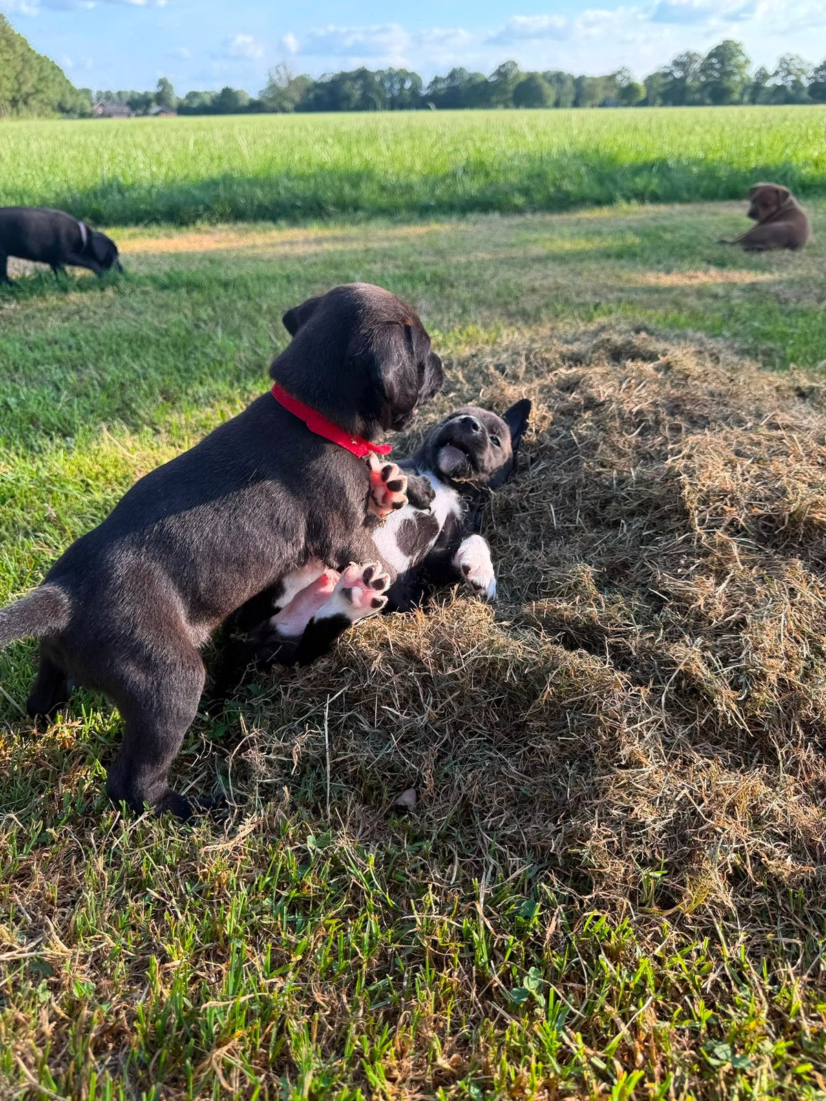 Uniek nest kooiker-bully pups, 8 tot 15 weken, Parvo, Meerdere, Meerdere dieren
