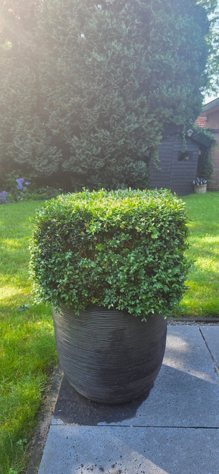 2x Buxus in ronde kunststof bakken, Ophalen, Kunststof, Gebruikt, Minder dan 60 cm