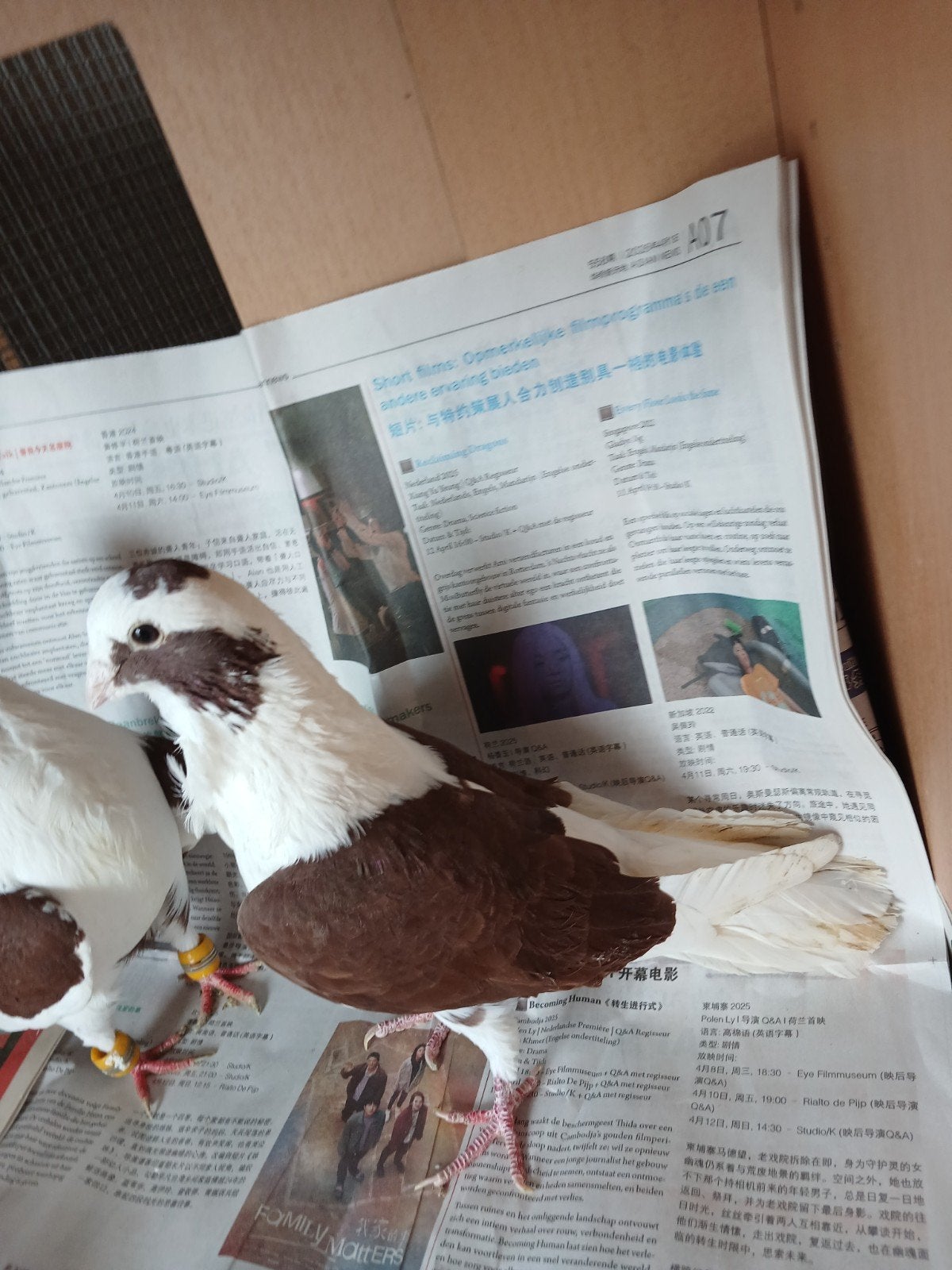 Koppel duiven, Dieren en Toebehoren, Vogels | Duiven, Meerdere dieren, Overige soorten
