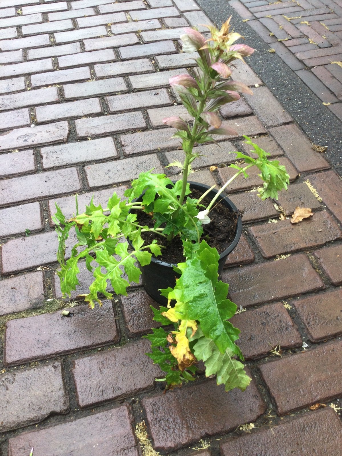 Acanthus, Tuin en Terras, Ophalen of Verzenden, Overige soorten, Volle zon
