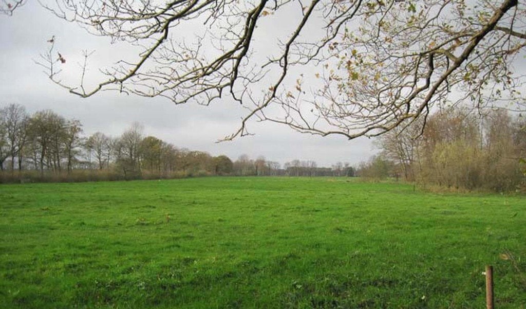 Gezocht: landbouwgrond, grasland of weiland (koop of huur), Ophalen, Volle zon, Overige soorten, Minder dan 100 cm