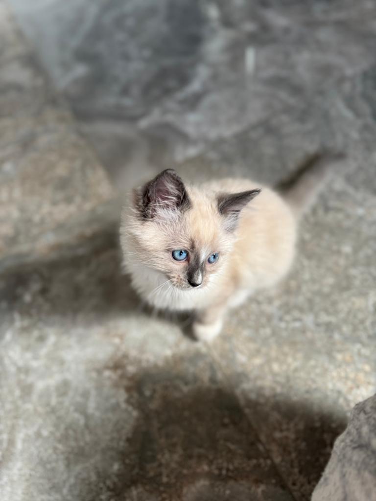 Prachtige Ragdoll kittens mogen verhuizen ♥️, Meerdere dieren, Ontwormd, 0 tot 2 jaar