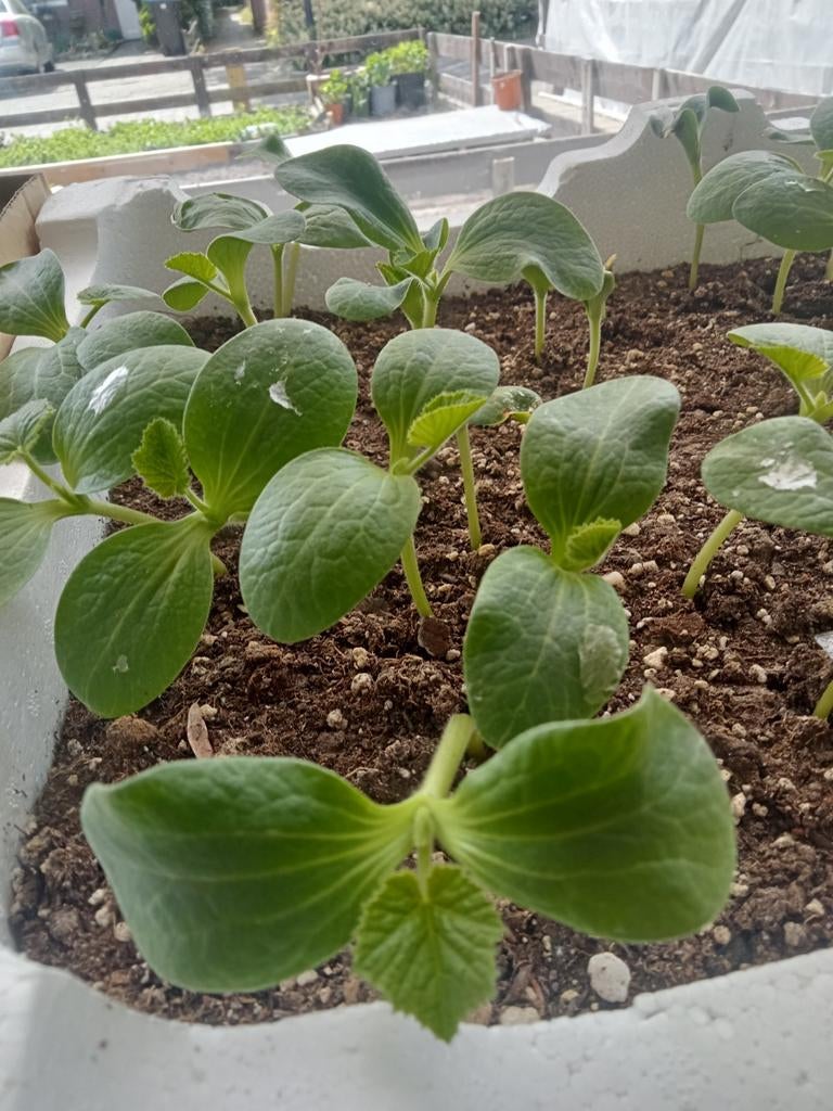 Courgette, Komkommer, Tomaat en Paprika plantjes/ Stekjes, Tuin en Terras, Ophalen