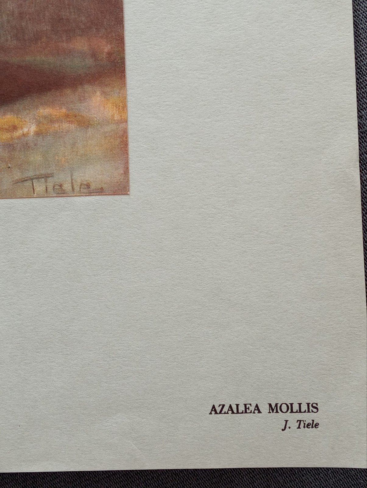 Foto 3 van J.Tiele prent 1934 Azalea Mollis Stilleven