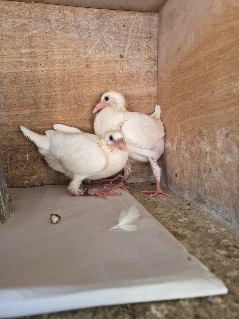 Jonge witte kleurpostduiven, Meerdere dieren, Postduif