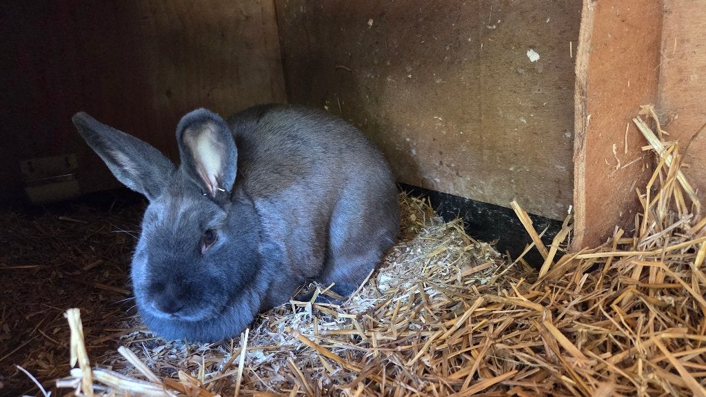 konijn Blauwe Wener, Dieren en Toebehoren, Vrouwelijk, Middelgroot, 0 tot 2 jaar