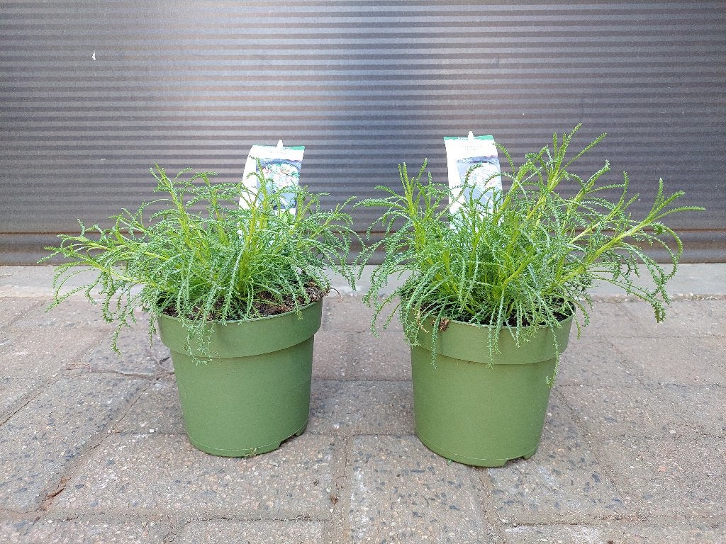 Santolina Viridis 'Olivia' - Olijfkruid/Heiligenbloem H:25cm, Ophalen, Volle zon, Vaste plant, Kruiden