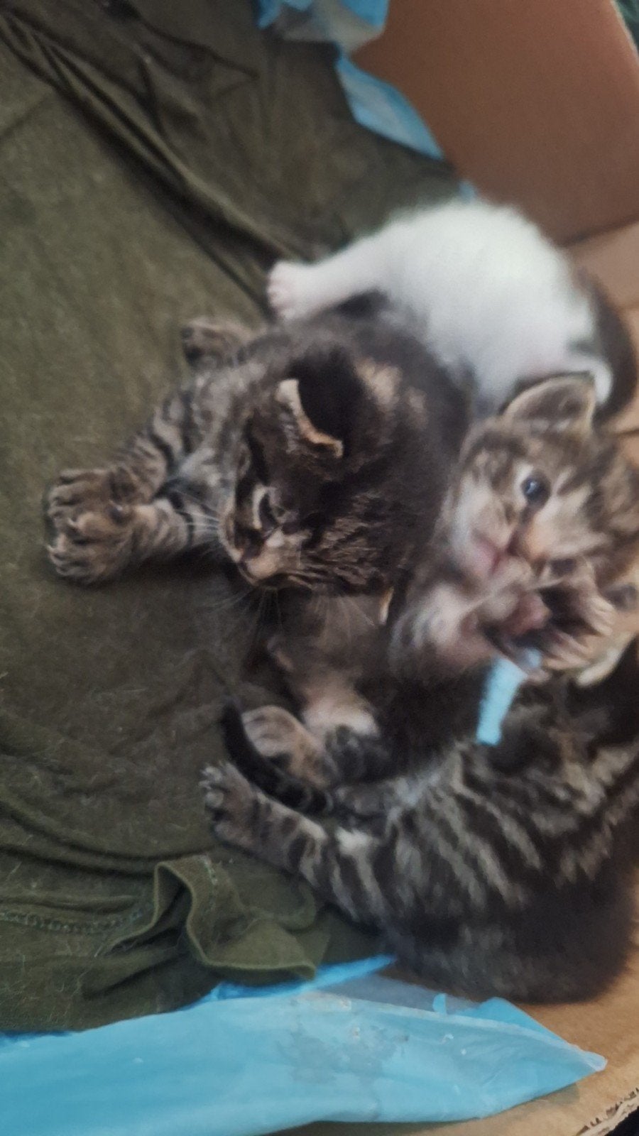 Kittens te koop, Kater