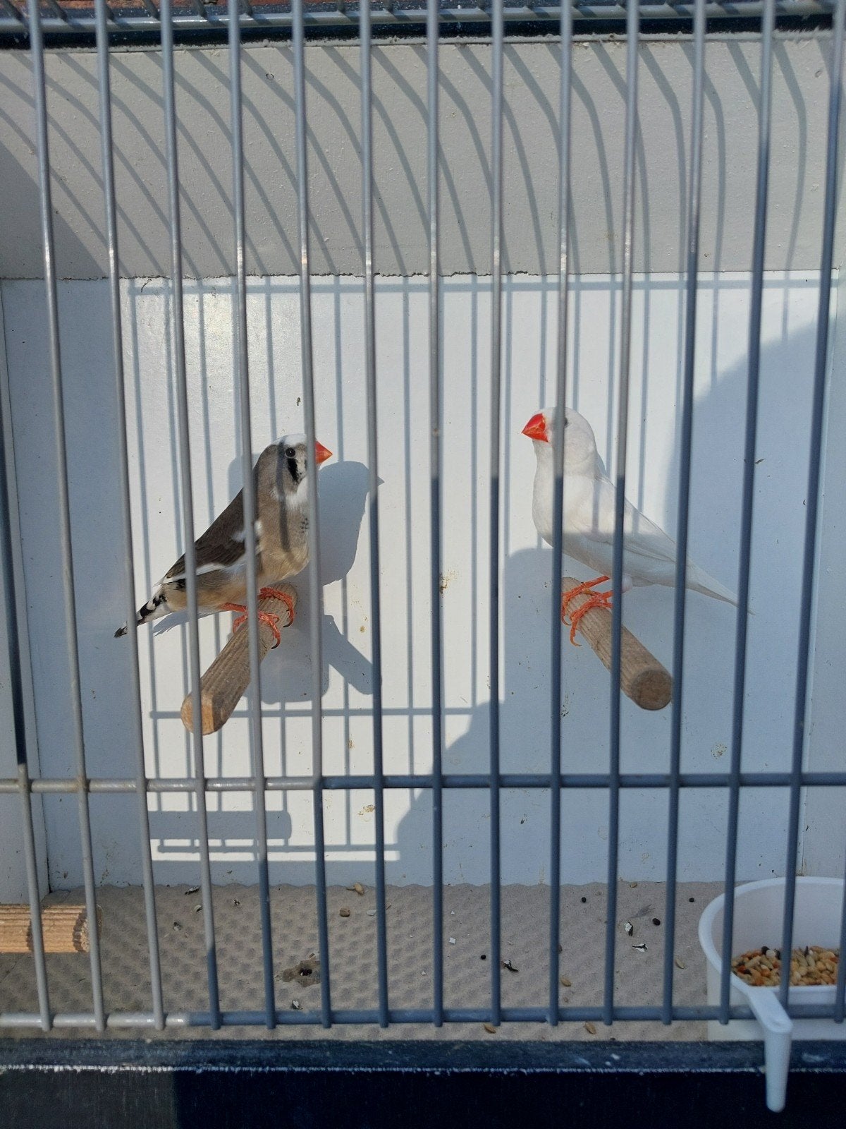 Zebravinken, Dieren en Toebehoren, Vogels | Overige Vogels, Meerdere dieren, Tropenvogel
