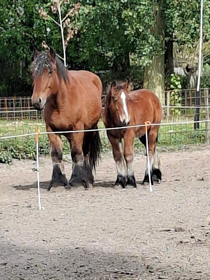 trekpaard, Merrie, Met stamboom, 3 tot 6 jaar, Onbeleerd