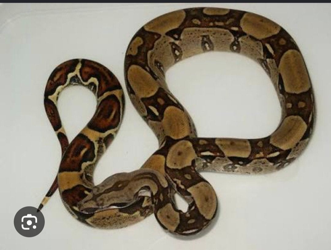 Boa constrictor gratis, Slang, 3 tot 6 jaar